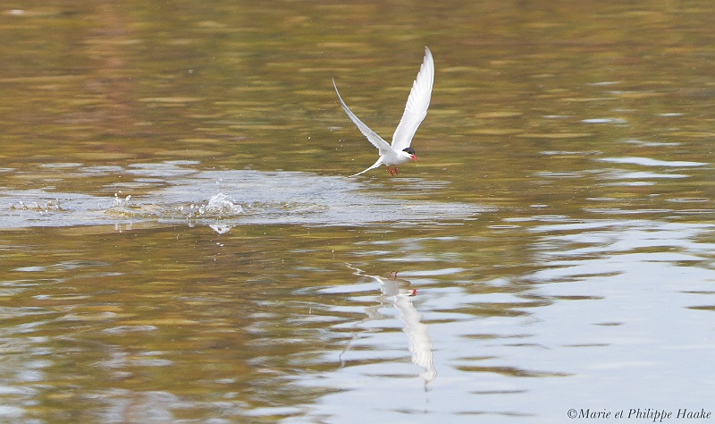 Sterne pierregarin 6897_wm.jpg - Sterne pierregarin, Common Tern, Sterna hirundo (Öland, Suède, mai 2011)